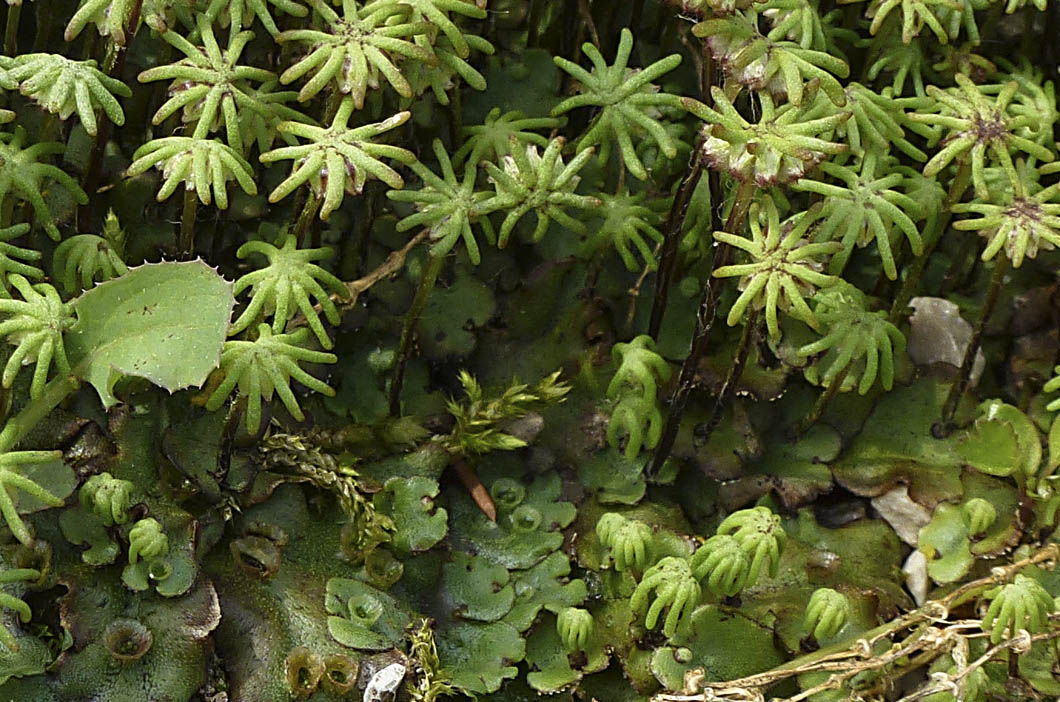 Marchantia polymorpha